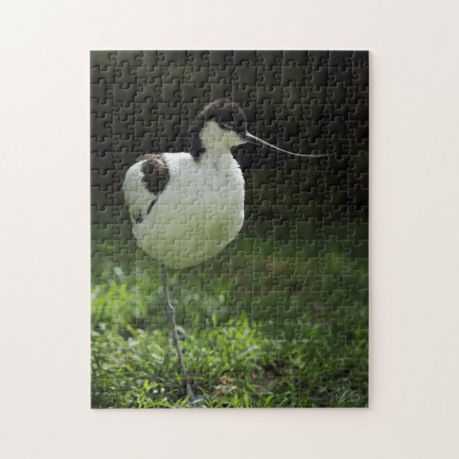 Puzzle Avocet (Vertical)