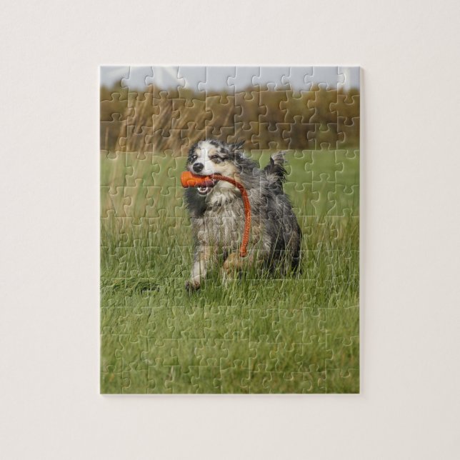 Puzzle azul merle aussie corriendo con juguete (Vertical)