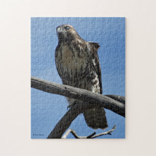 Puzzle B54 Aguililla de Swainson