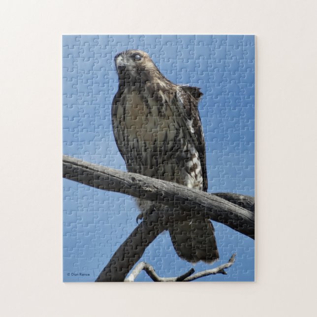 Puzzle B54 Aguililla de Swainson (Vertical)