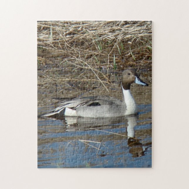 Puzzle B5 Pintail Duck Drake (Vertical)