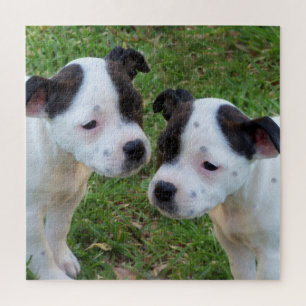 Puzzle B W Staffordshire Bull Terrier Puppies, Jigsaw