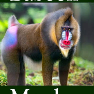 Puzzle Baboon Monkey