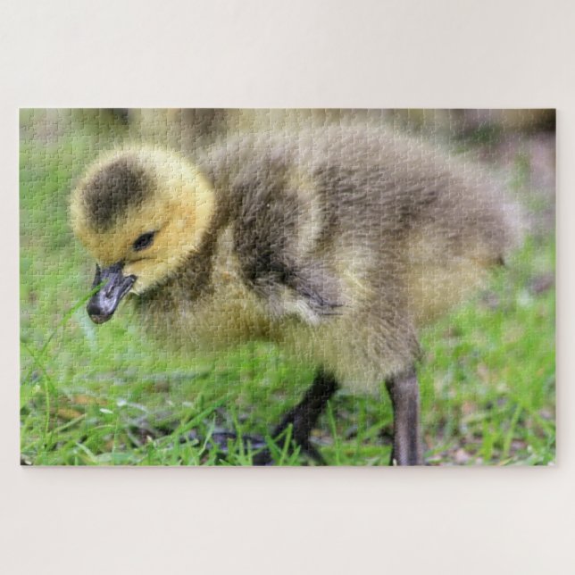 Puzzle Baby Goose (Horizontal)