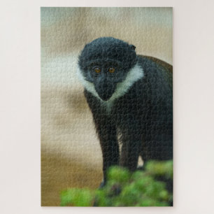 Puzzle Baby L'Hoest Monkey