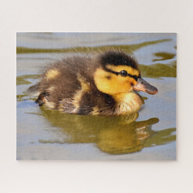 Puzzle Baby Mallard Duck Swimming (Horizontal)