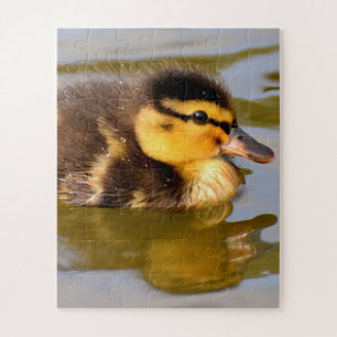 Puzzle Baby Mallard Duck Swimming