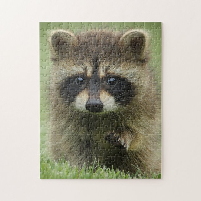 Puzzle Baby Raccoon (Vertical)