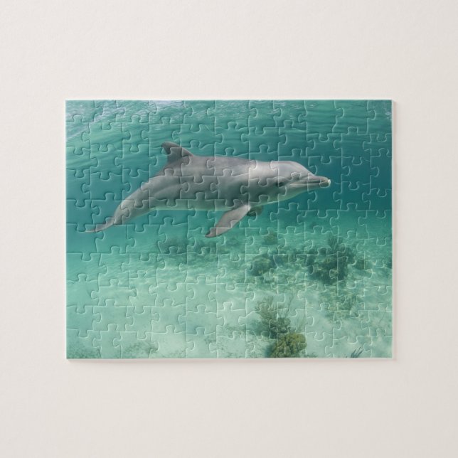 Puzzle Bahamas, isla de Gran Bahama, Freeport, cautiva 6 (Horizontal)