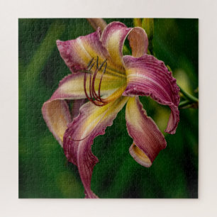 Puzzle Bailarina Northwind Daylily