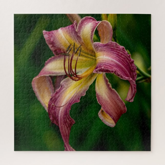 Puzzle Bailarina Northwind Daylily (Vertical)