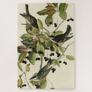 Puzzle Balcón negro de los pájaros de América de Audubon