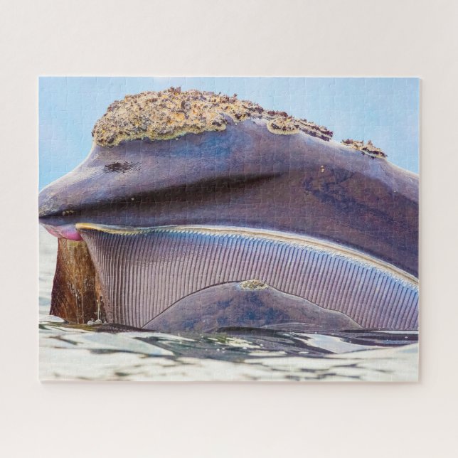 Puzzle Ballena con barbas (Horizontal)