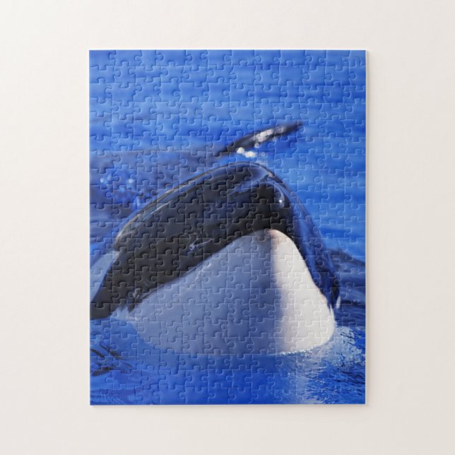Puzzle Ballena de Killr de la orca (Vertical)