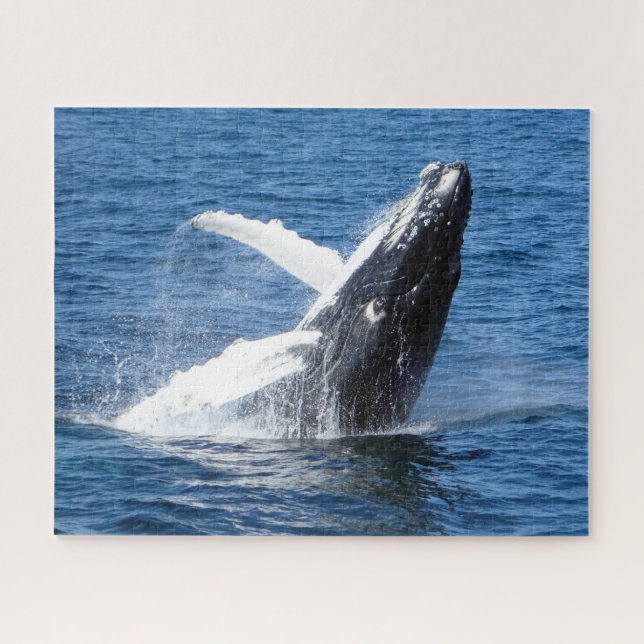 Puzzle Ballena jorobada Alaska (Horizontal)