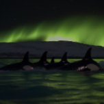 Puzzle Ballenas asesinas bajo la Aurora - Orca<br><div class="desc">Sumérgete en el misterio y belleza del océano y la aurora boreal con este impresionante rompecabezas con un pod de orcas nadando por la noche mientras una impresionante aurora arroja un resplandor verde sobre las aguas oscuras. Con un máximo de 1014 piezas, este rompecabezas presenta un reto que es a...</div>