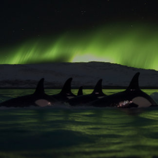 Puzzle Ballenas asesinas bajo la Aurora - Orca