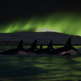 Puzzle Ballenas asesinas bajo la Aurora - Orca
