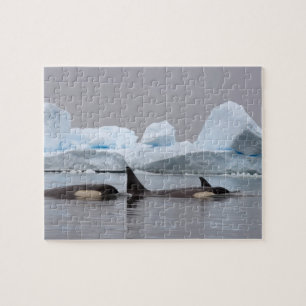 Puzzle ballenas asesinas (orcas), Orcinus orca, manada