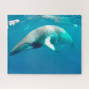 Puzzle Ballenas Minke de Jigsaw.