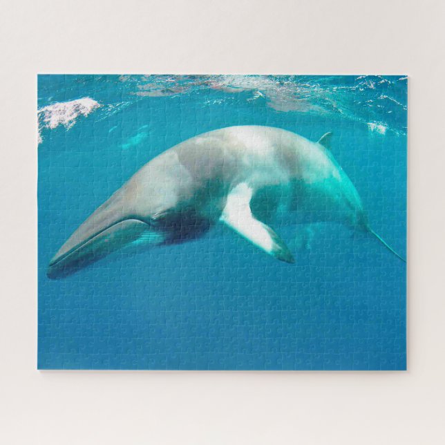 Puzzle Ballenas Minke de Jigsaw. (Horizontal)