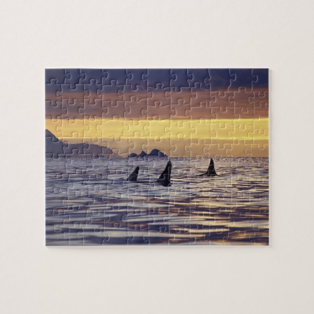 Puzzle Ballenas orcas o asesinas (Horizontal)