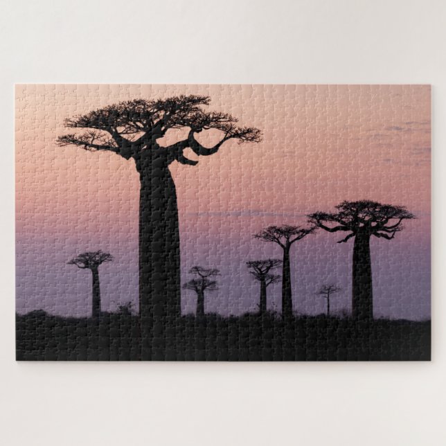 Puzzle Baobab Alley', Madagascar, Morondava, África, (Horizontal)