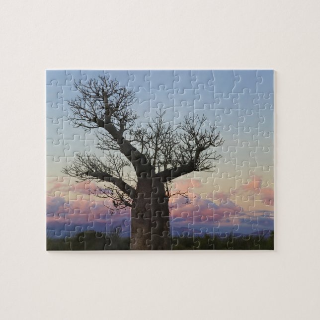 Puzzle Baobab, Berenty, Toliara, Madagascar (Horizontal)