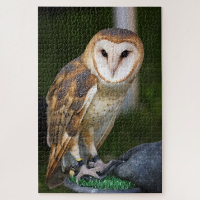 Puzzle Barn Owl (Vertical)