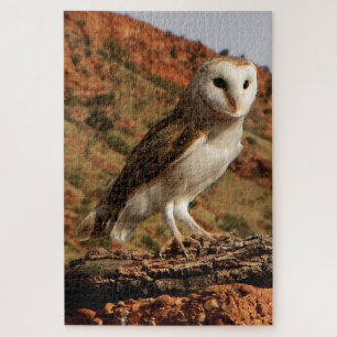 Puzzle Barn owl, Outback Australia