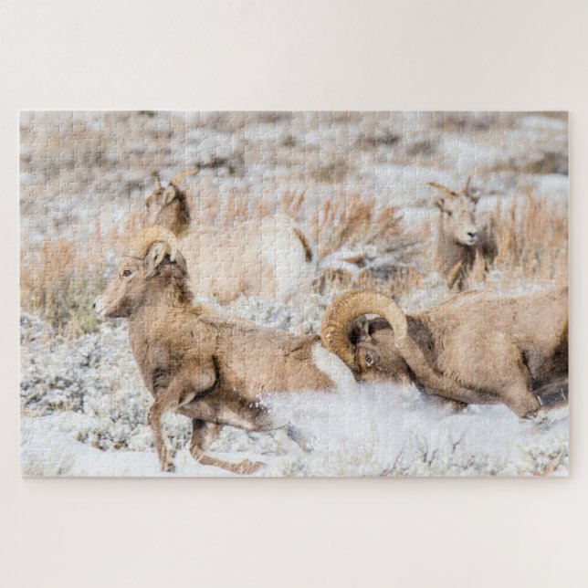 Puzzle Batalla de ovejas de Bighorn (Horizontal)