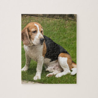 Puzzle Beagle