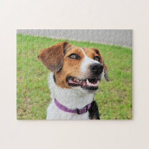 Puzzle Beagle