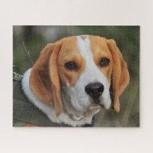 Beagle Hound Dog
