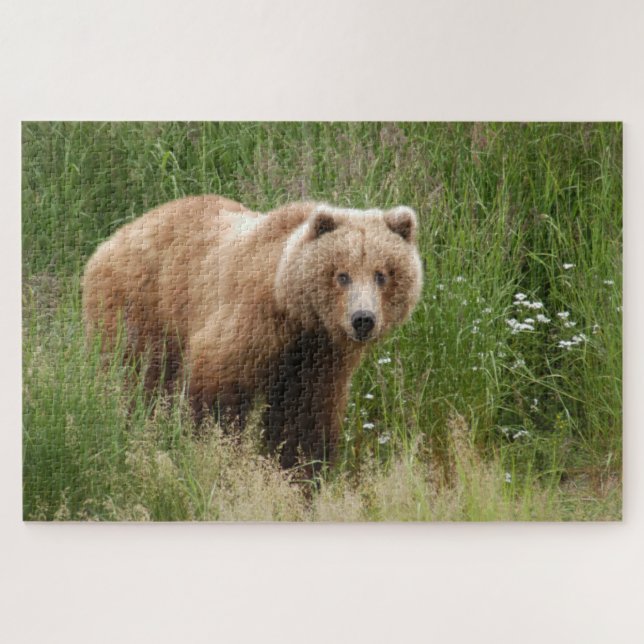 Puzzle Bear closet, Brooks Falls Alaska (Horizontal)