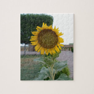 Puzzle Beautiful Stunning Sunflower