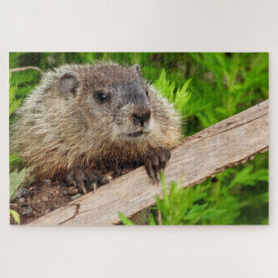 Puzzle Bebé Adorable Groundhog / leodchuk Arriba Cierre