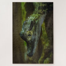 Bebé cocodrilo nadando en el agua