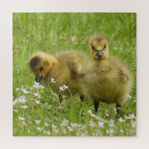 Puzzle Bebés de oca adorables - Goslings