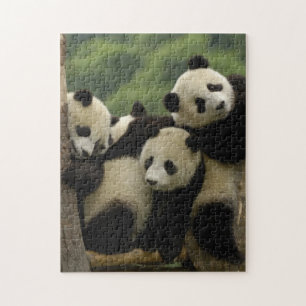 Puzzle Bebés de panda gigante (Ailuropoda melanoleuca)