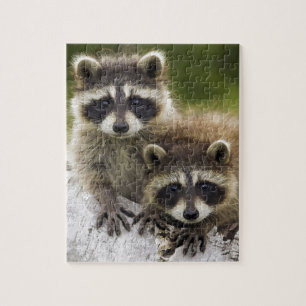 Puzzle Bebés del mapache