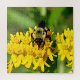 Puzzle Bee Feasting on Butterfly Weed Wildflowers