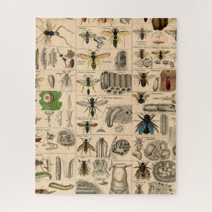 Puzzle Bee Insect Bug Wasp Abejas de Historia Natural