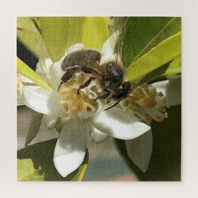 Puzzle Bee on Lemon Blossom (Vertical)