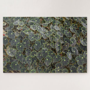 Puzzle Begonia  bowerae Ziesenh.  'Estrella de Belén'