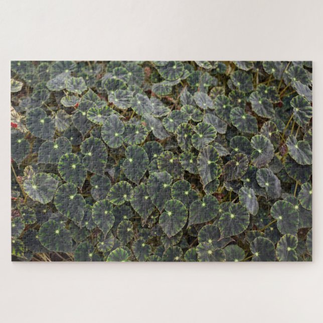 Puzzle Begonia  bowerae Ziesenh.  'Estrella de Belén' (Horizontal)