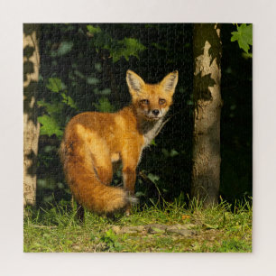 Puzzle Belleza de Fox Rojo