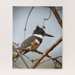 Puzzle Belted Kingfisher