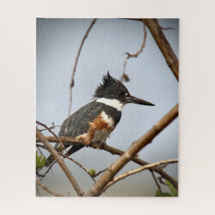 Puzzle Belted Kingfisher