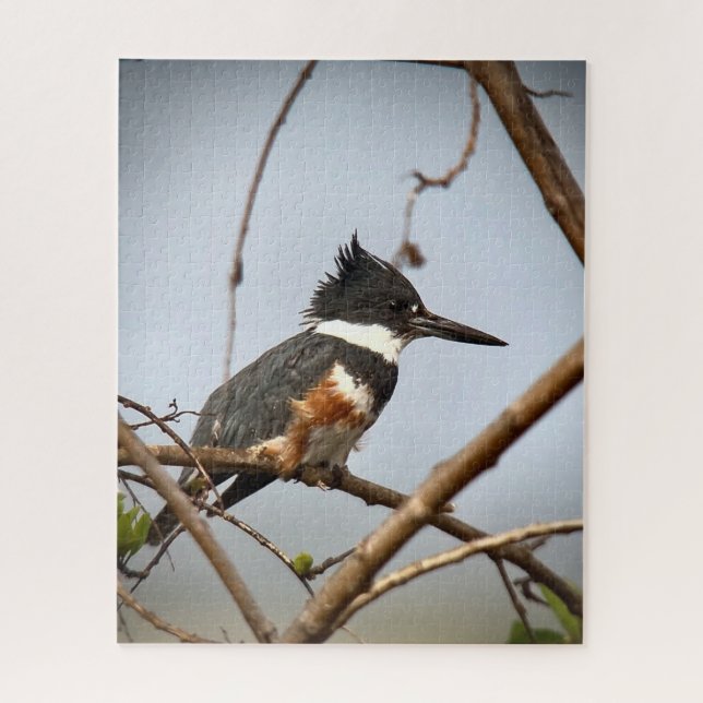 Puzzle Belted Kingfisher (Vertical)